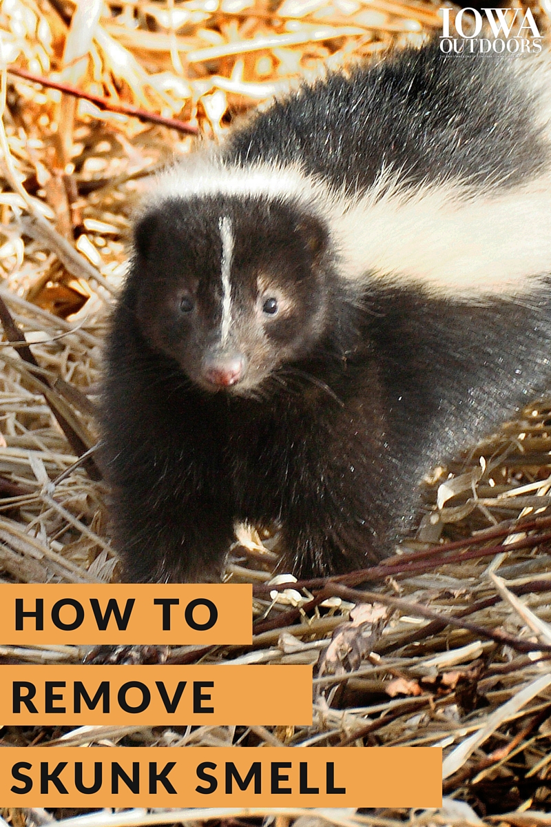 Here's why skunk spray is so smelly and how you can remove it | Iowa Outdoors magazine